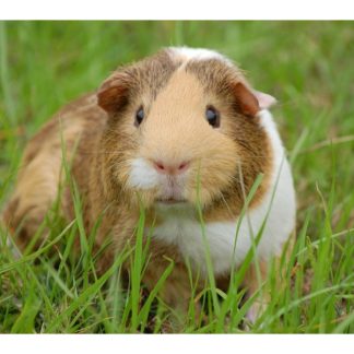 Guinea Pig