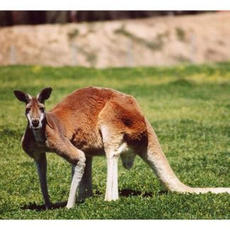 Kangaroo
