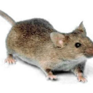 Aviary, Mouse & Snake Mesh & Heavy-Duty Mesh