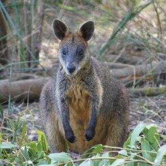 Wallaby