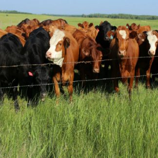 Animal Fencing & Animal Enclosures