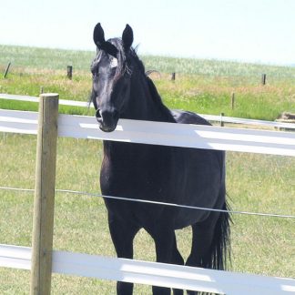 Electric Fencing